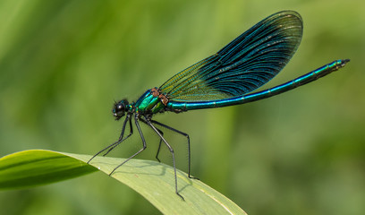 libelle