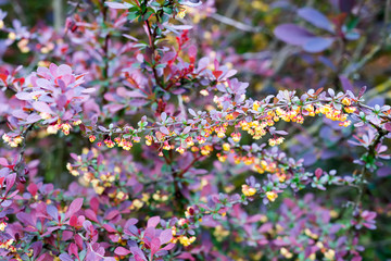 branch of a blossoming spring Berberis ottawensis Superba