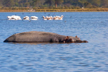 Kenya. Africa. Lake Naivasha in Kenya. Behemoth lies submerged in the water in lake Naivasha. African hippo. Wild animals of Kenya. Travel to Africa.