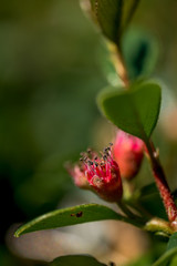 Obraz na płótnie Canvas Macro Photo of Cotoneaster radicans Eichholz, Wintergreen Plant.