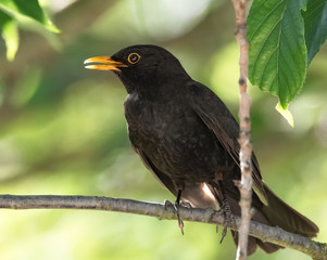 Amsel im sonnigen Baum