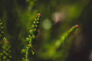 Macro Photo of Calluna vulgaris - Mullion, Common heather.