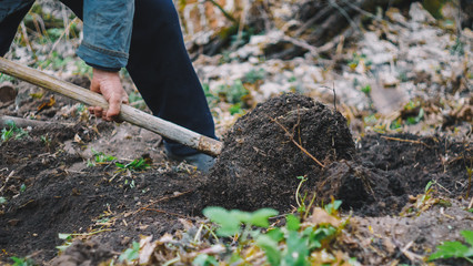 Fototapeta premium Working hands digging old lawn. man digging with shovel. spade in the act of digging into the soil. Gardening work in autumn, spring.
