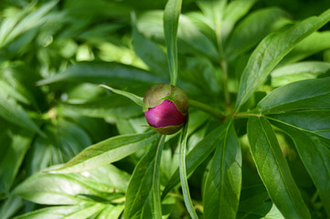 Obraz na płótnie Canvas Bud of unopened pink peony flower with green leaves in garden in summer sunny day. Close up