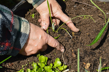 Woman digs seedlings in the ground. Planting flowers on a summer day in the garden