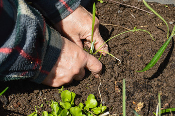 Woman digs seedlings in the ground. Planting flowers on a summer day in the garden