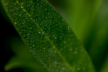 Macro Photo of Prunus Laurocerasus Gajo -  Eastern Laurel.