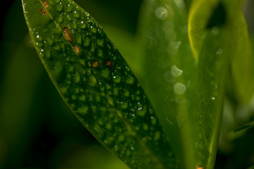 Macro Photo of Prunus Laurocerasus Gajo -  Eastern Laurel.