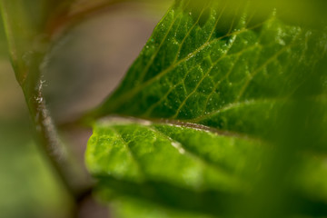 Macro Photo of Campanula - Pink Octopus.