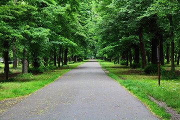 Road for running in the Monza park