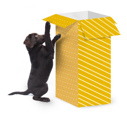 Cute curious dog jumping against a big present box with yellow gift paper isolated on white background
