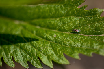 Macro Photo of Campanula - Pink Octopus.