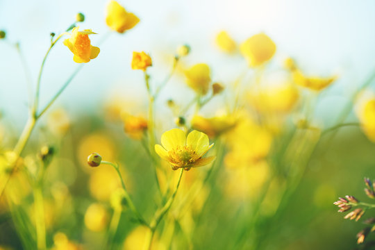summer field of yellow wildflowers