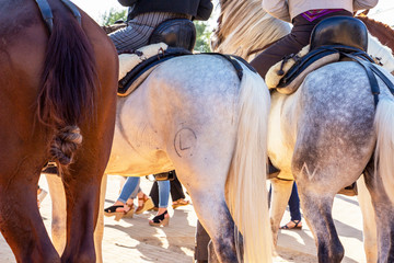 Three horse rumps at Feria de Cordoba, Feria de Nuestra Senora de la Salud or Cordoba Fair
