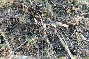 Many cut logs laying in a pile