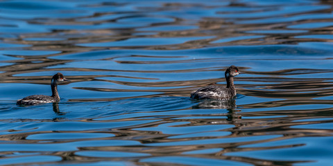 Two Eared Grebes (Podiceps nigricollis) swimming