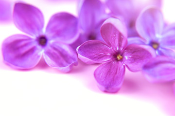 Fototapeta na wymiar beautiful dark purple fresh lilac macro on a pink background, violet background, spring background, place for text, top view