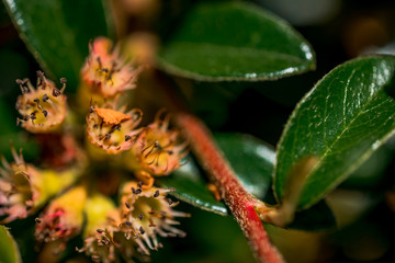 Macro Photo of  Cotoneaster, family Rosaceae -  Ursynow.