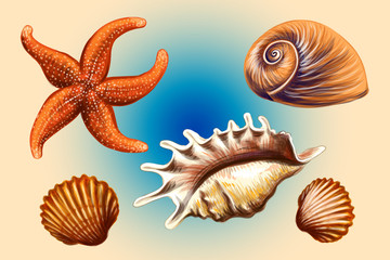 Set of graphic hand drawn seashells and starfish.