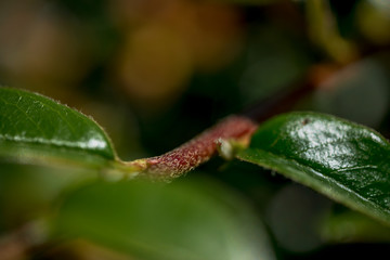 Macro Photo of  Cotoneaster, family Rosaceae -  Ursynow.