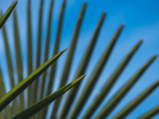 Image of green palm frond with sky background