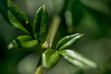 Macro Photo of  Jasminum Nudiflorum, family Oleaceae.
