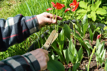 Woman cuts with scissors faded tulip flowers in a flowerbed in the garden in spring