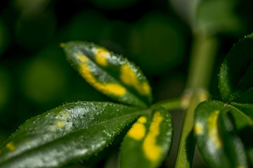 Fototapeta premium Macro Photo of Jasminum Nudiflorum, family Oleaceae.