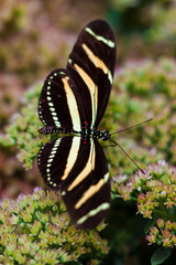 Zebrafalter (Heliconius charithonia)