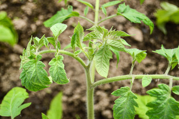 A young tomato plant grows in a greenhouse. Environmentally friendly product. Close-up