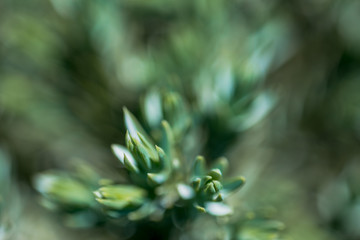 Fototapeta na wymiar Macro Photo of Juniperus Squamata, family Cupressaceae - Blue Star. Natural Background View.