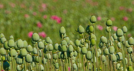 Schlafmohn (Papaver somniferum)