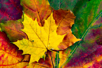 Naklejka na ściany i meble Autumn background of yellow and colored leaves,