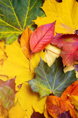 Autumn background of yellow and colored leaves,