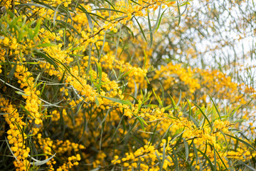 yellow acacia flower blossom tree