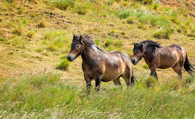 Two brown elegant horses run among green grass near hill North Berwick Law. North Berwick. East Lothian. Scotland, United Kingdom. Soft focus