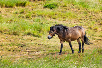 Naklejka na ściany i meble Adult domestic horse is walking in the field near North Berwick Law. North Berwick. East Lothian. Scotland, United Kingdom. Soft focus