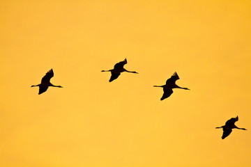 Kranichzug im Herbst