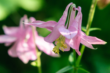 Obraz premium Pink flower aquilegia in the garden, selective focus.
