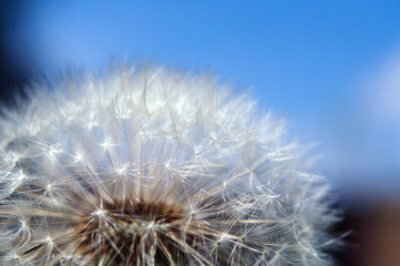 Ripe dandelion against the blue sky, shallow depth of field.