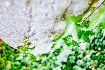 Creeping Ivy