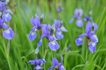  Marsh irises can simply decorate areas with small bodies of water in an incredible way.