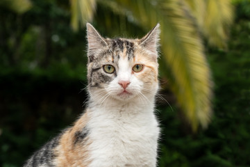 Portrait of a cat looking at the camera