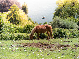 Naklejka premium Image of a brown horse on a meadow