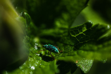 Macro Photo of  Geranium,  family Geraniaceae - Sirak. Natural Background Macro View, Natural Forms of Purple Flower.