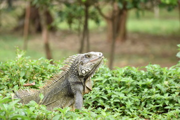 Green Iguana sitting in Grass with Trees in the Background in the Medellin Botanical Garden