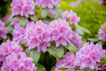 Pink azalea background. Pink azalea background.rhododendrons in flower pots in old greenhouse. Row of blooming plants indoors. Beautiful blossom flowers concept.Row of blooming Rhododendrons