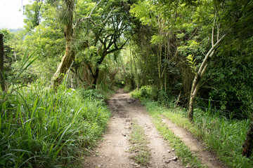 Remote Hiking Trail in the Jungle in Colombia with a Small Dirt Path
