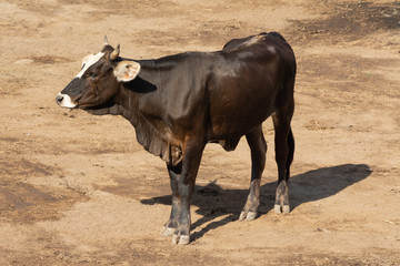 Fototapeta premium TRADICIONES MEXICANAS