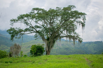 Single tree with hanging moss on the hillside with mountains in the background and cloudy sky in Colombian jungle